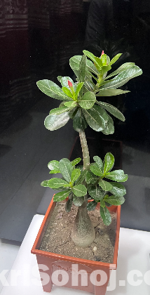 Adenium
